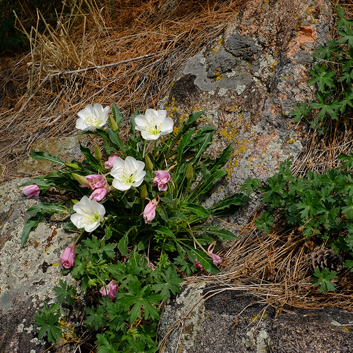 tufted evening primrose (Oenothera caespitosa), Larimer County