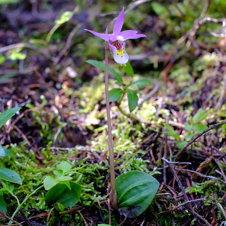fairy slipper (Calypso bulbosa), Boulder County