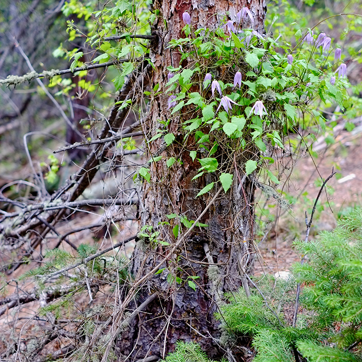 rock clematis (Clematis columbiana), Boulder County