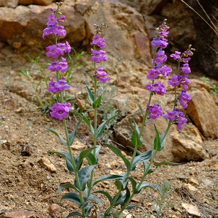 sidebells penstemon (Penstemon secundiflorus), Boulder County