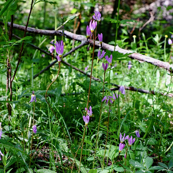 tall mountain shootingstar (Primula jeffreyi), Clear Creek County
