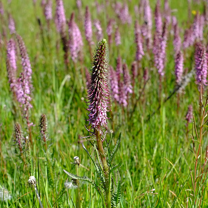 elephant’s head (Pedicularis groenlandica), Gunnison County