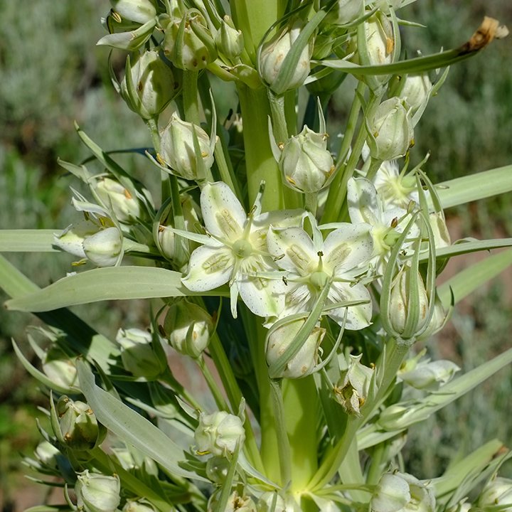 monument plant (Frasera speciosa), Gunnison County